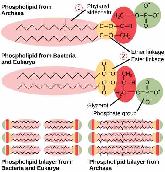 Plasma membrane structure