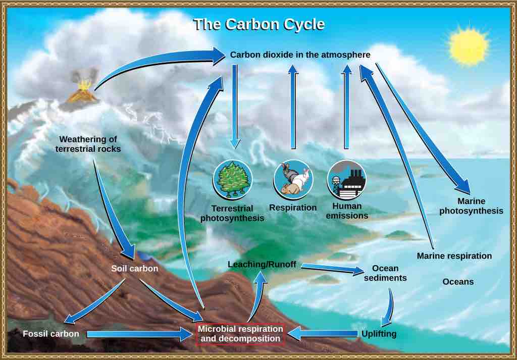 Carbon cycle