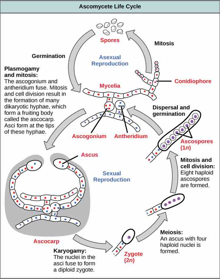 Lifecycle of an ascomycete