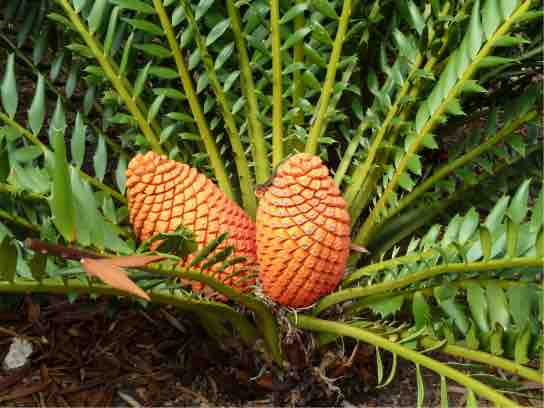 Cycad leaves