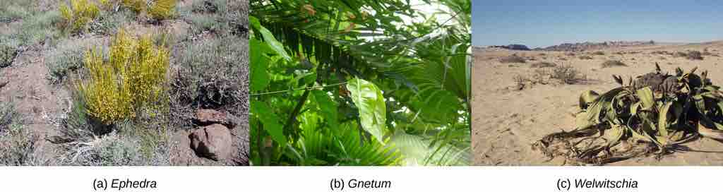 Gnetophytes