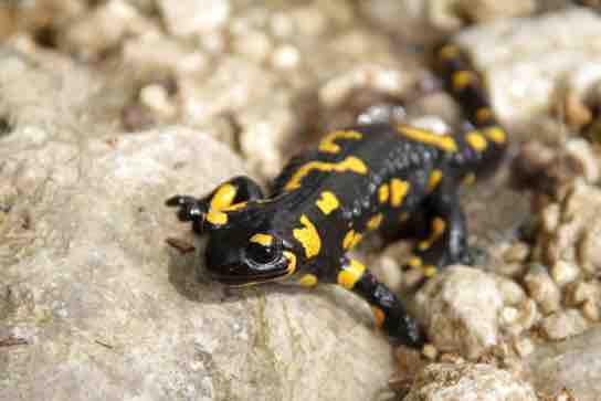 Salamanders