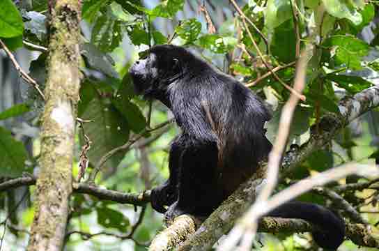 Howler monkey