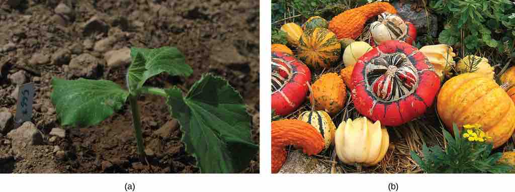 Examples of fruit bearing plants