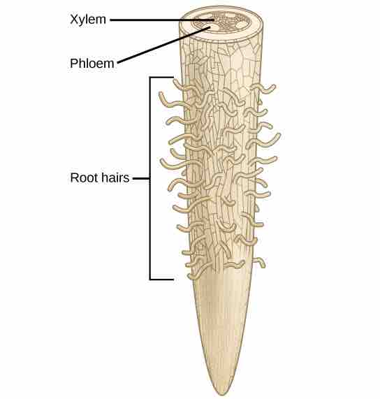 Water absorption by the roots