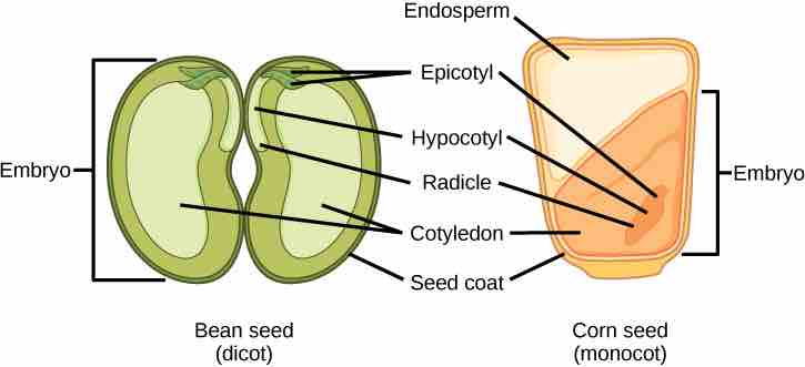 Monocots and dicots