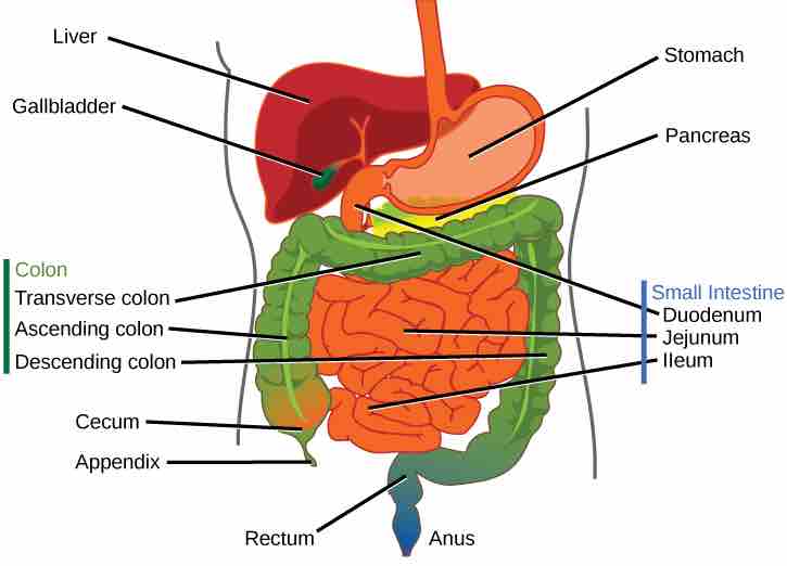 Stomach digestion