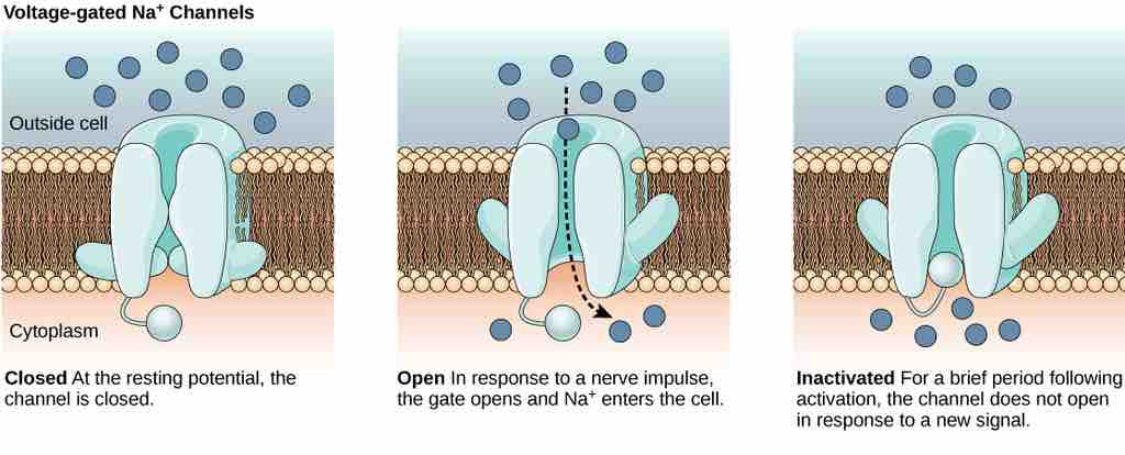 Ion channel configurations