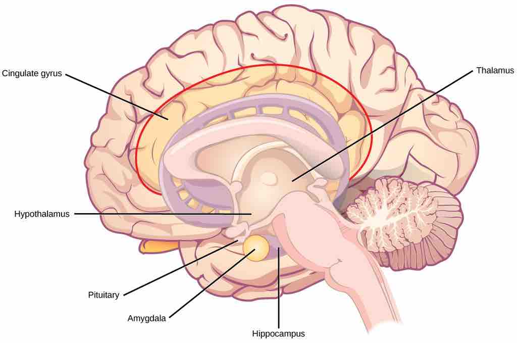 The limbic system