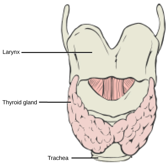 Thyroid gland