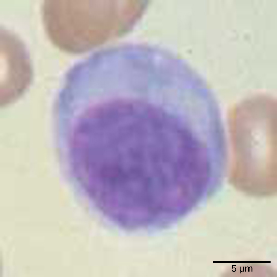 Lymphocytes