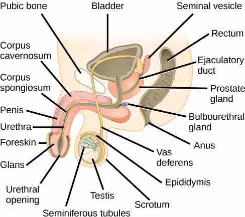 Male reproductive system