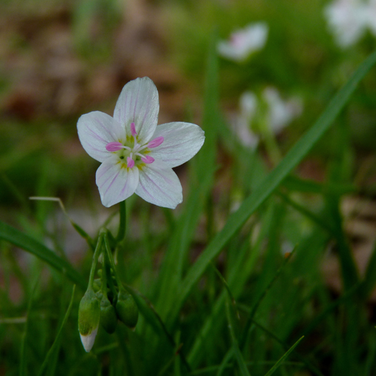 Ephemeral plant