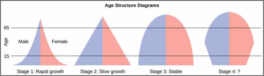 Population bar graphs for stages of demographic change from expansion to contraction