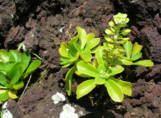 Pioneer species are the first to colonize