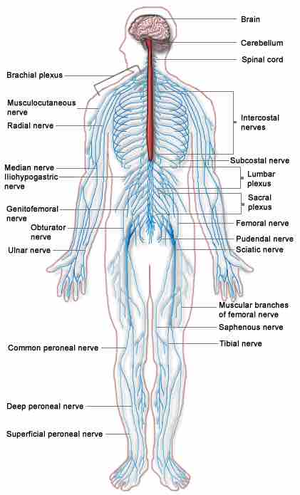 The nervous system