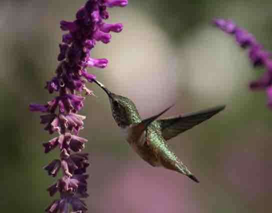 Pollination by birds