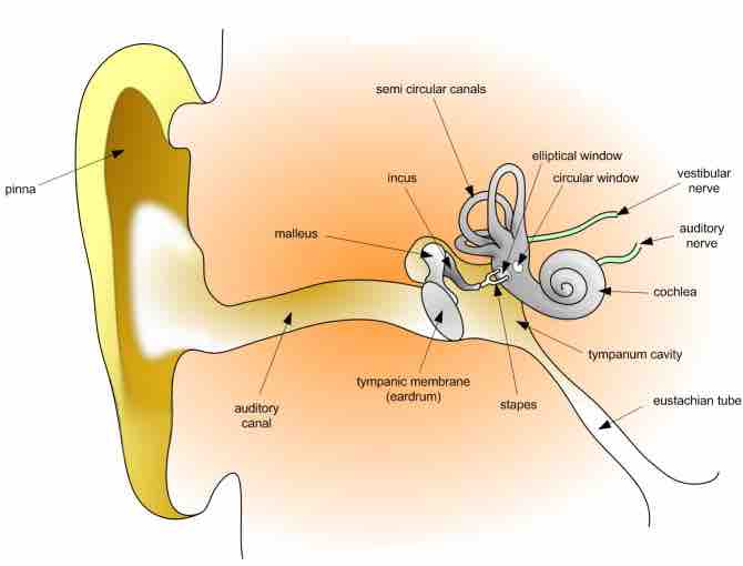 Anatomy of the human ear