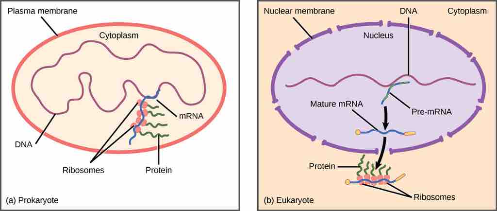 Prokaryotic & Eukaryotic Gene Expression