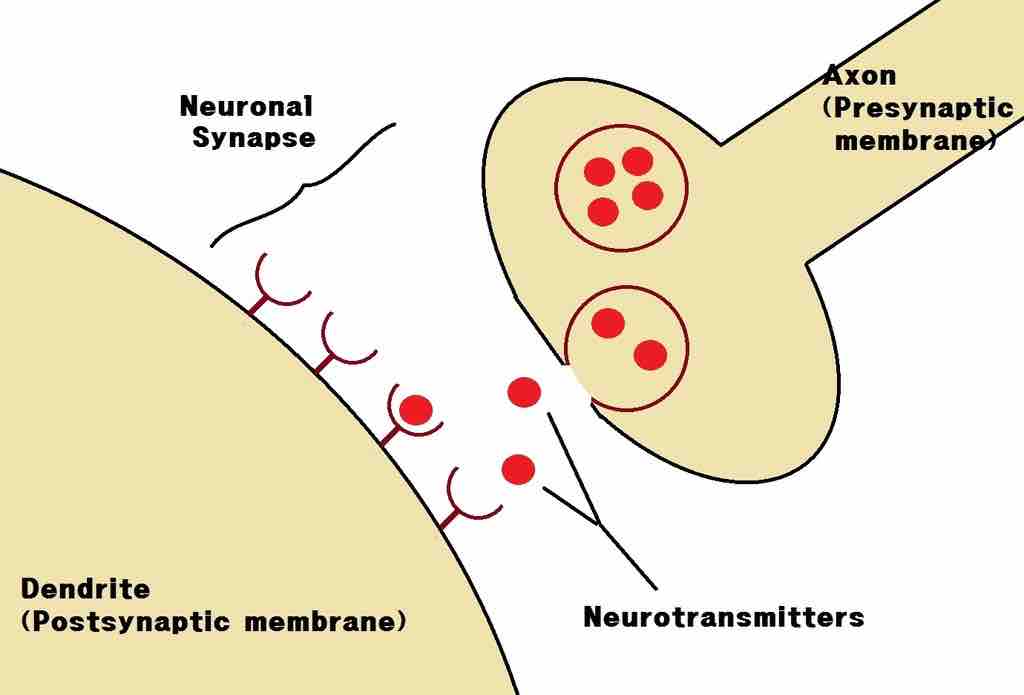 Neural communication