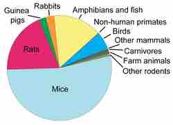 Animal Testing by the Numbers