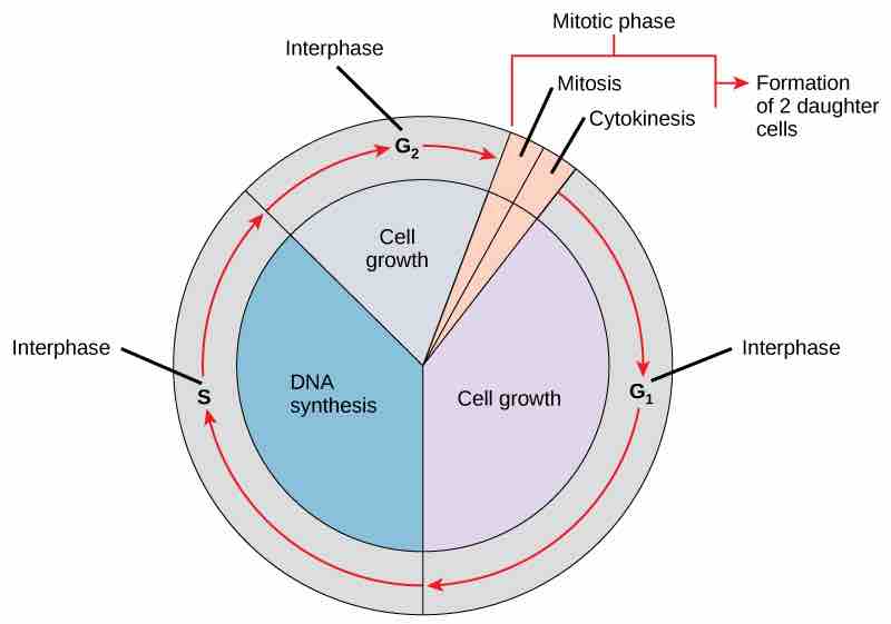 The Cell Cycle