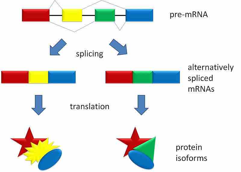 Mechanism of Splicing