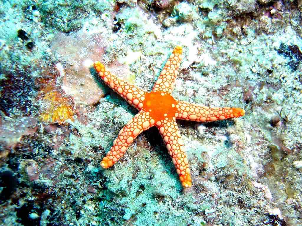 Sea stars