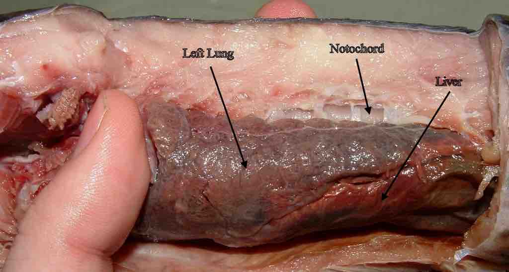 Notochord