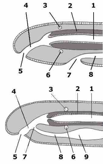 Internal structures of the Nemertini