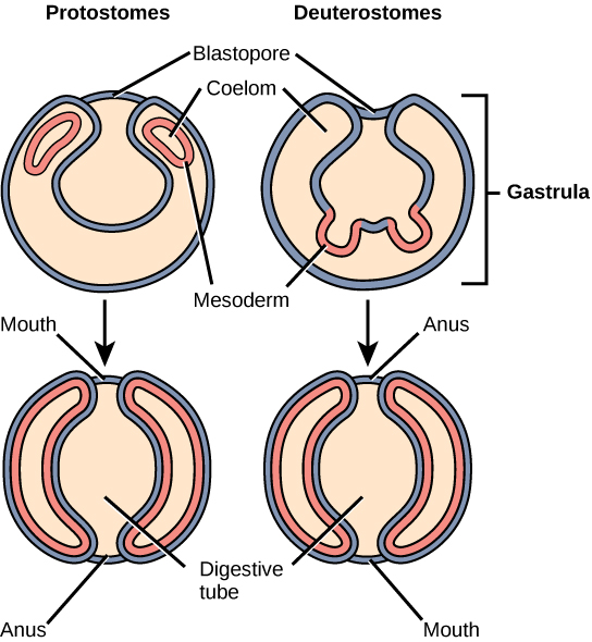 Early embryonic development in eucoelomates