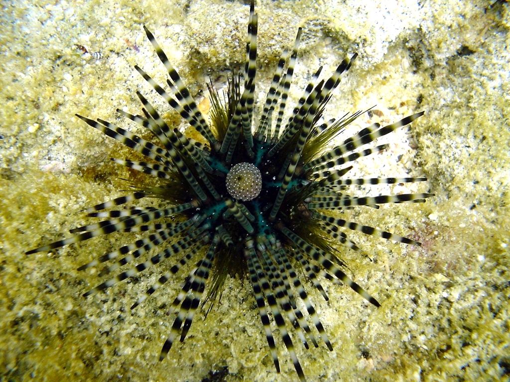 Sea urchins