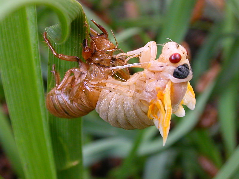 Molting in arthropods