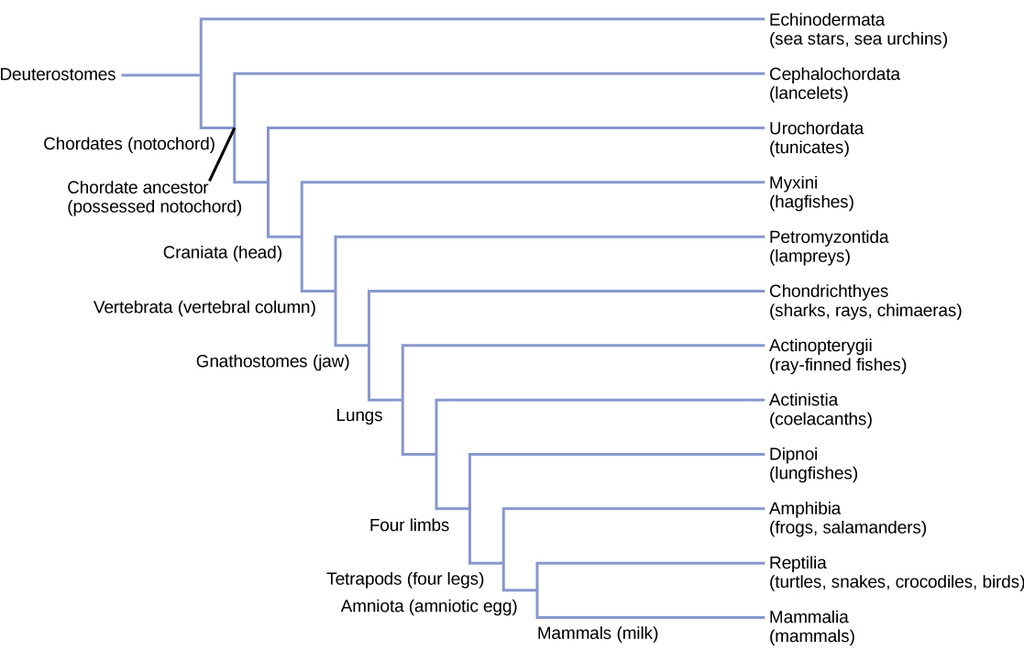 Phylum chordata