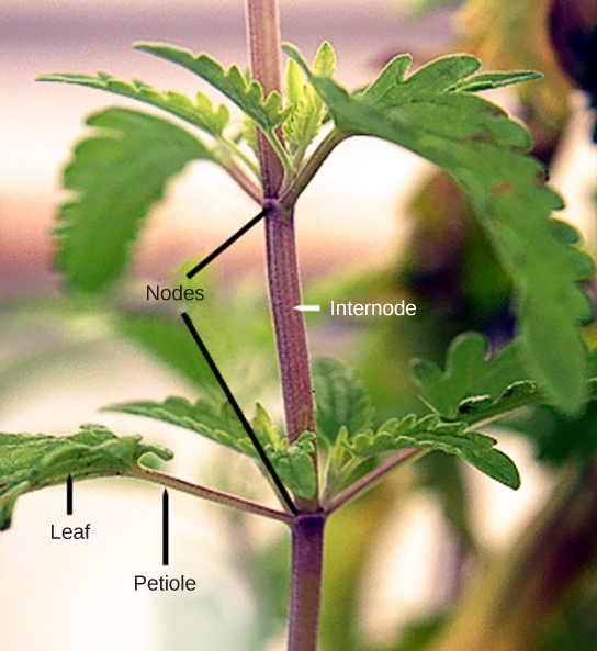 Parts of a stem