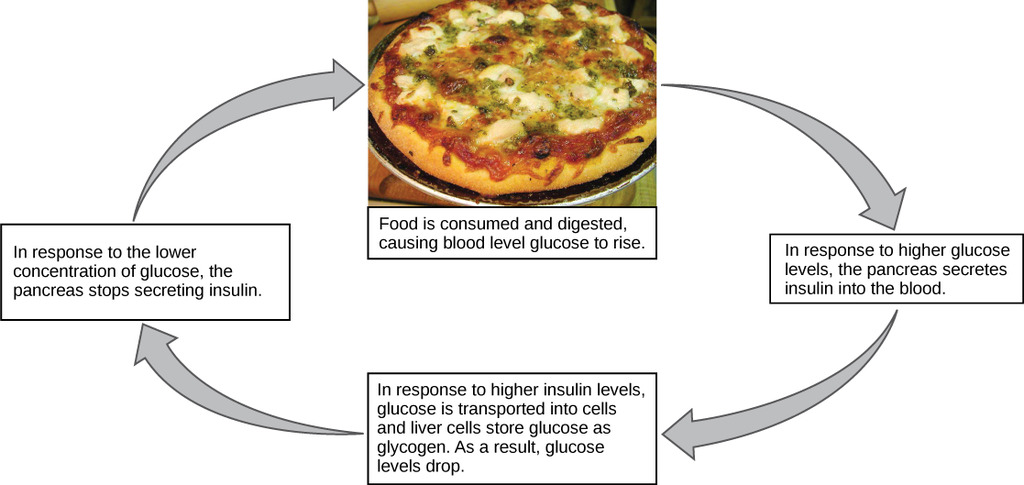 Blood glucose homeostasis