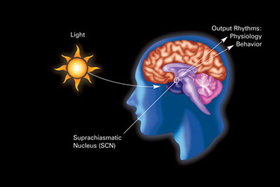 The suprachiasmatic nucleus (SNC)