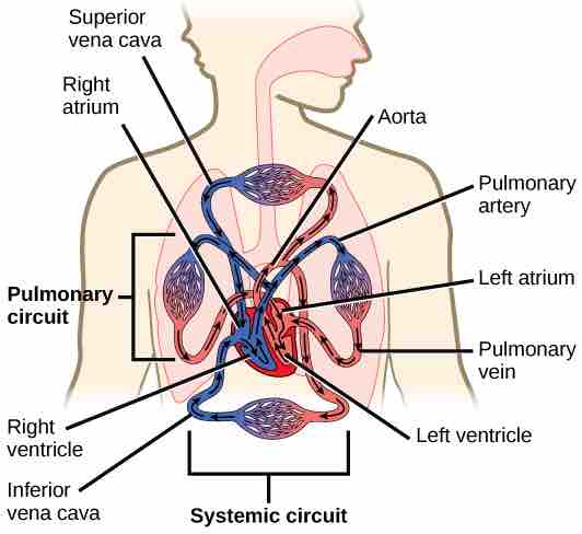 Circulatory System