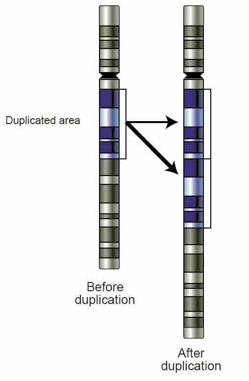 Gene Duplication