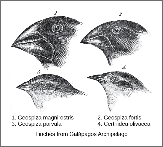 Darwin's Finches