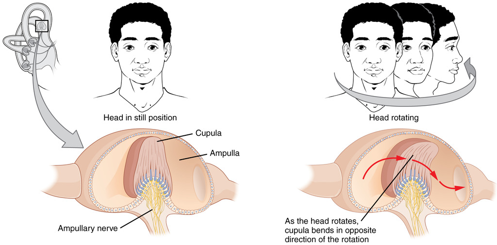 Rotational coding by semicircular canals