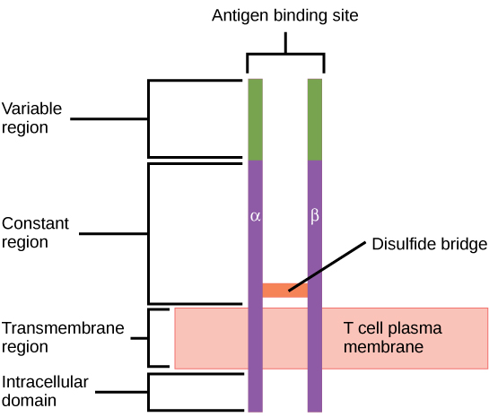 T cell receptors (TCRs)