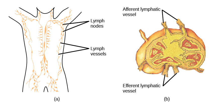 Lymphatic system