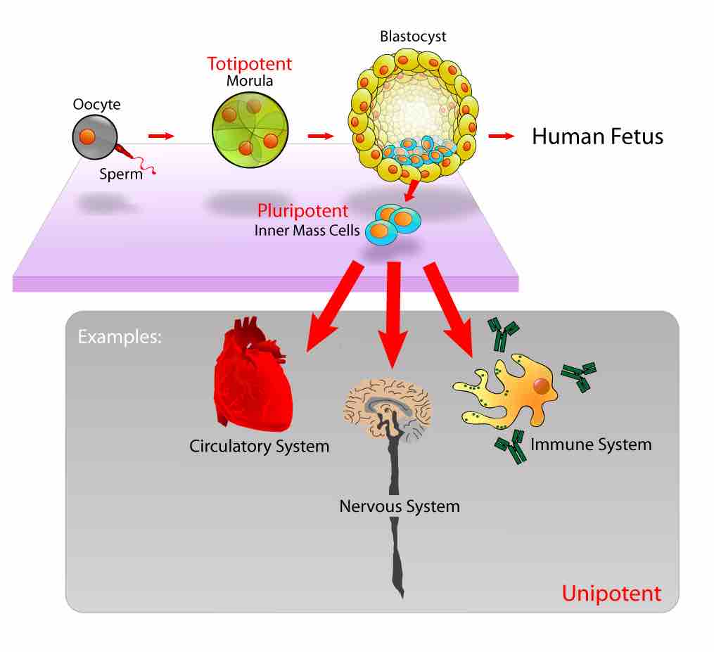 Stem Cells