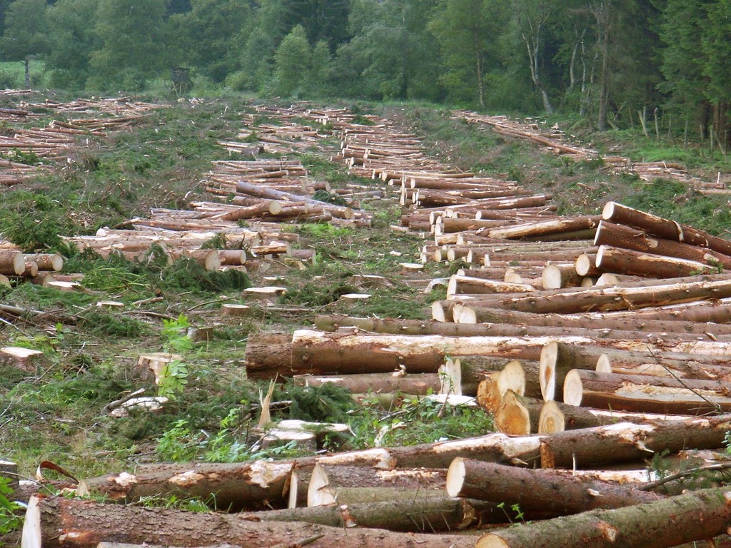 Sustainability and deforestation