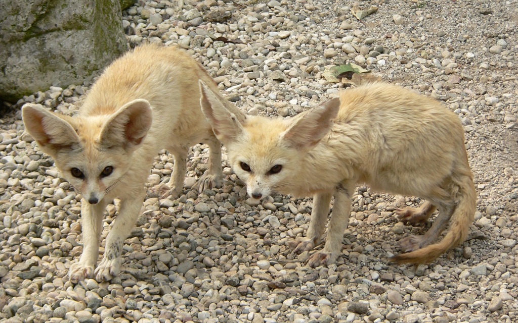 Fennec fox