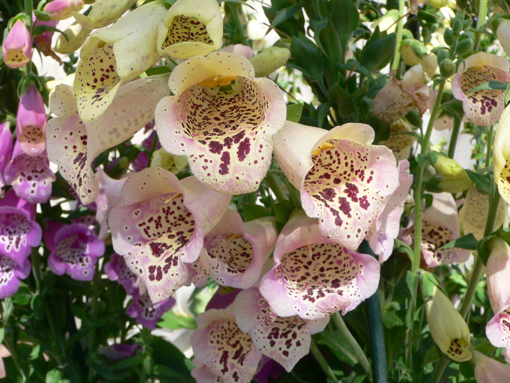 Foxgloves