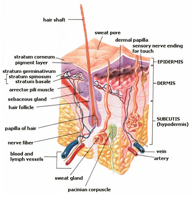 Anatomy of the skin