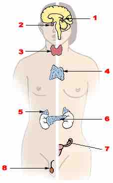 The Endocrine System