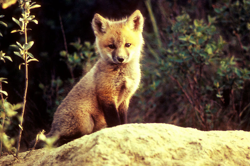 A red fox